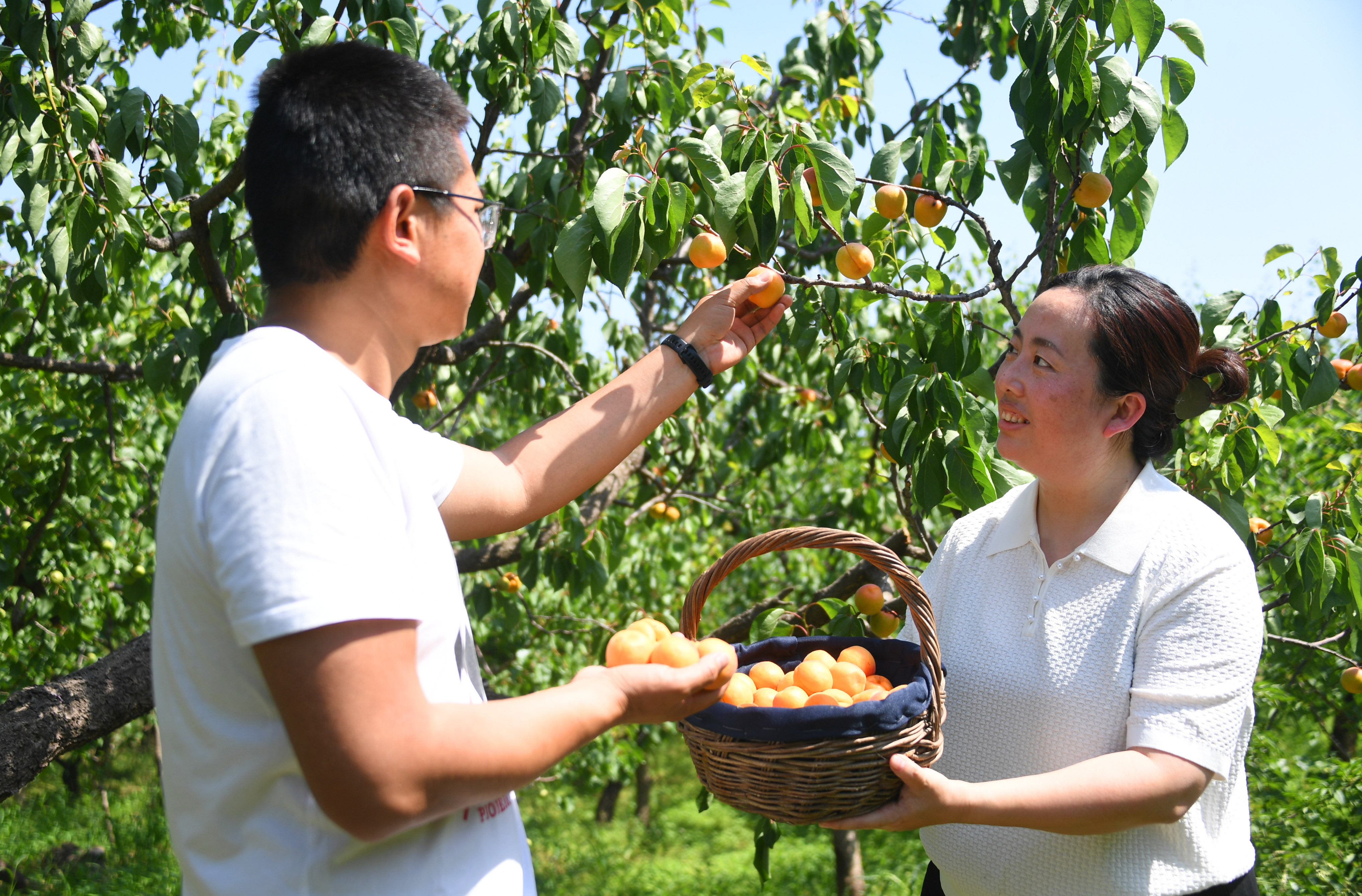 北京平谷:北寨红杏成熟采摘忙