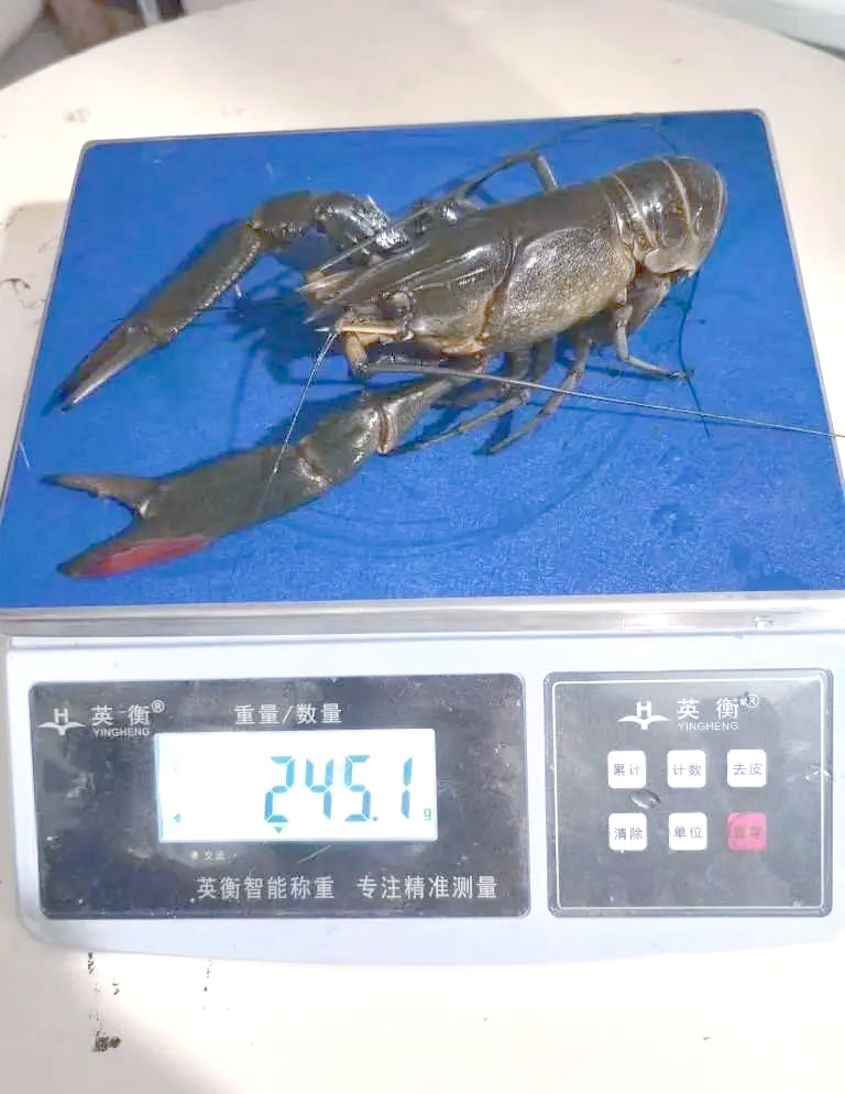 螯虾科，螯虾科英语怎么说