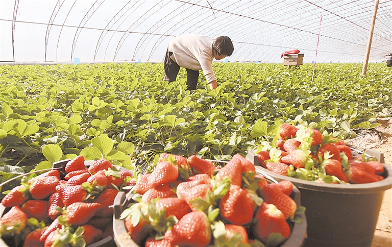 保定市竞秀区建起高效农业种植园 带动村民增收致富