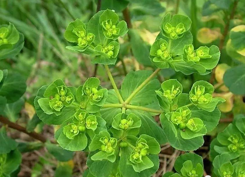 农村叫做黄金叶的植物