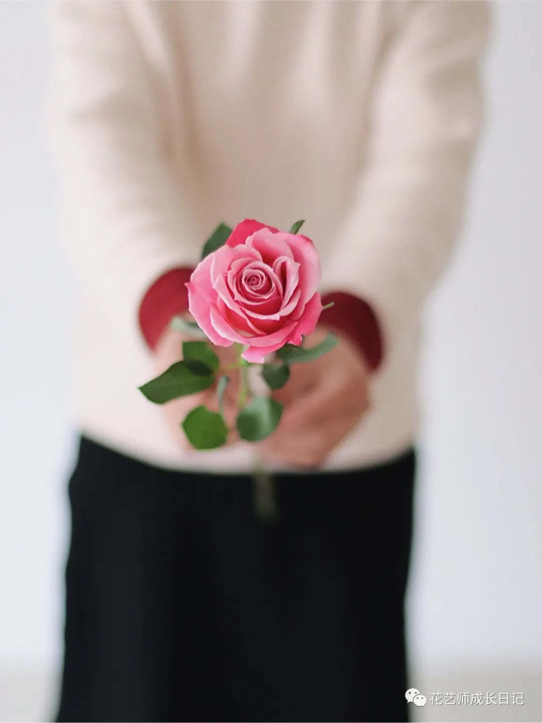 100朵玫瑰vol.29|泰姬玫瑰,深粉与浅粉的交叠簇拥,是温柔的颜色