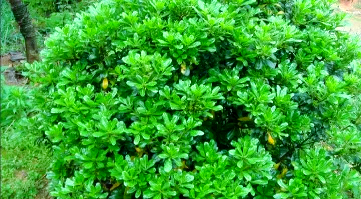 冬青种植基地在哪里