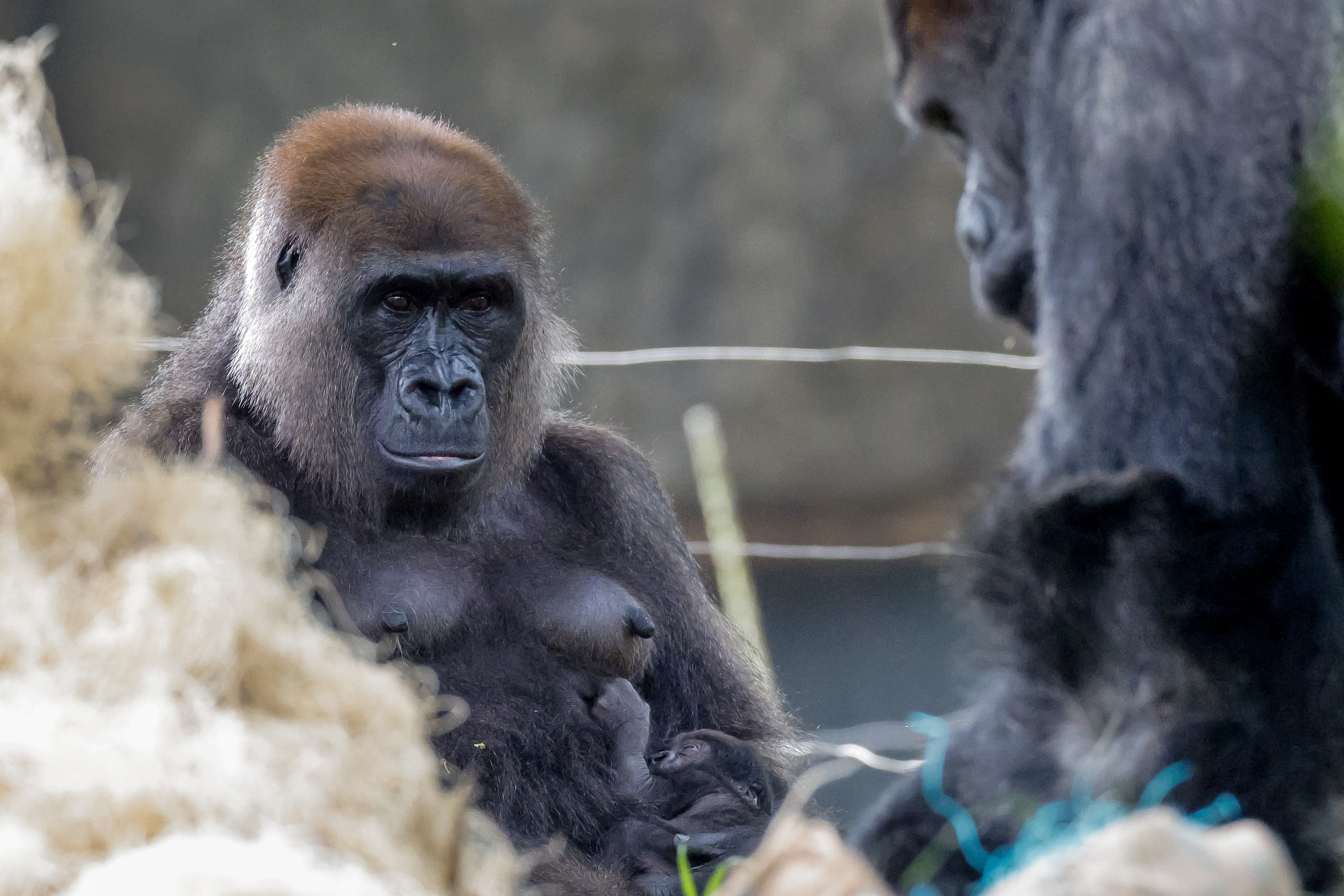 亚特兰大动物园的大猩猩幼崽