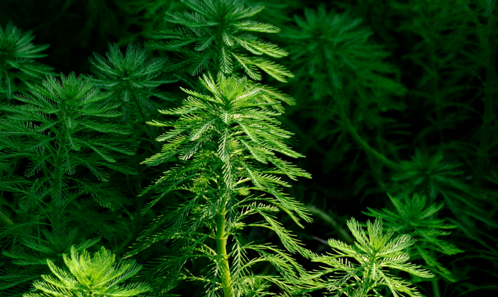 20种沉水植物图片