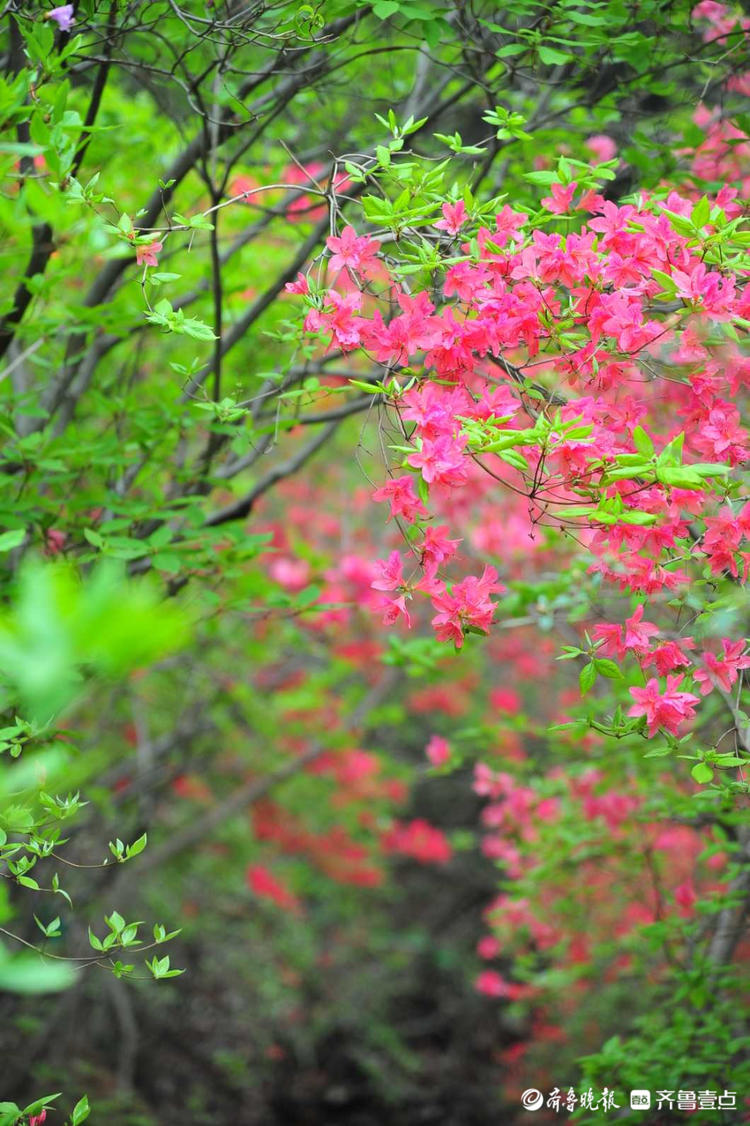 日照五莲山杜鹃花开娇艳明媚可以这么美