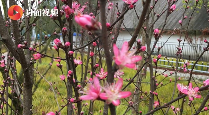 四川自貢尖山桃花會開幕:穿漢服可免費遊園 800餘米長叢林高空漂流