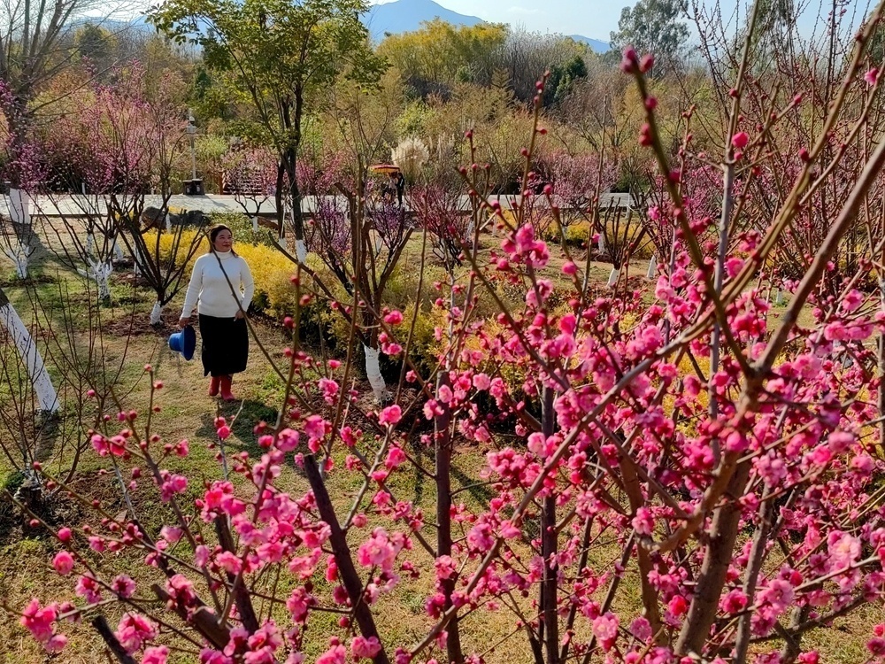 一城春色半城花 西昌二月赏花地图