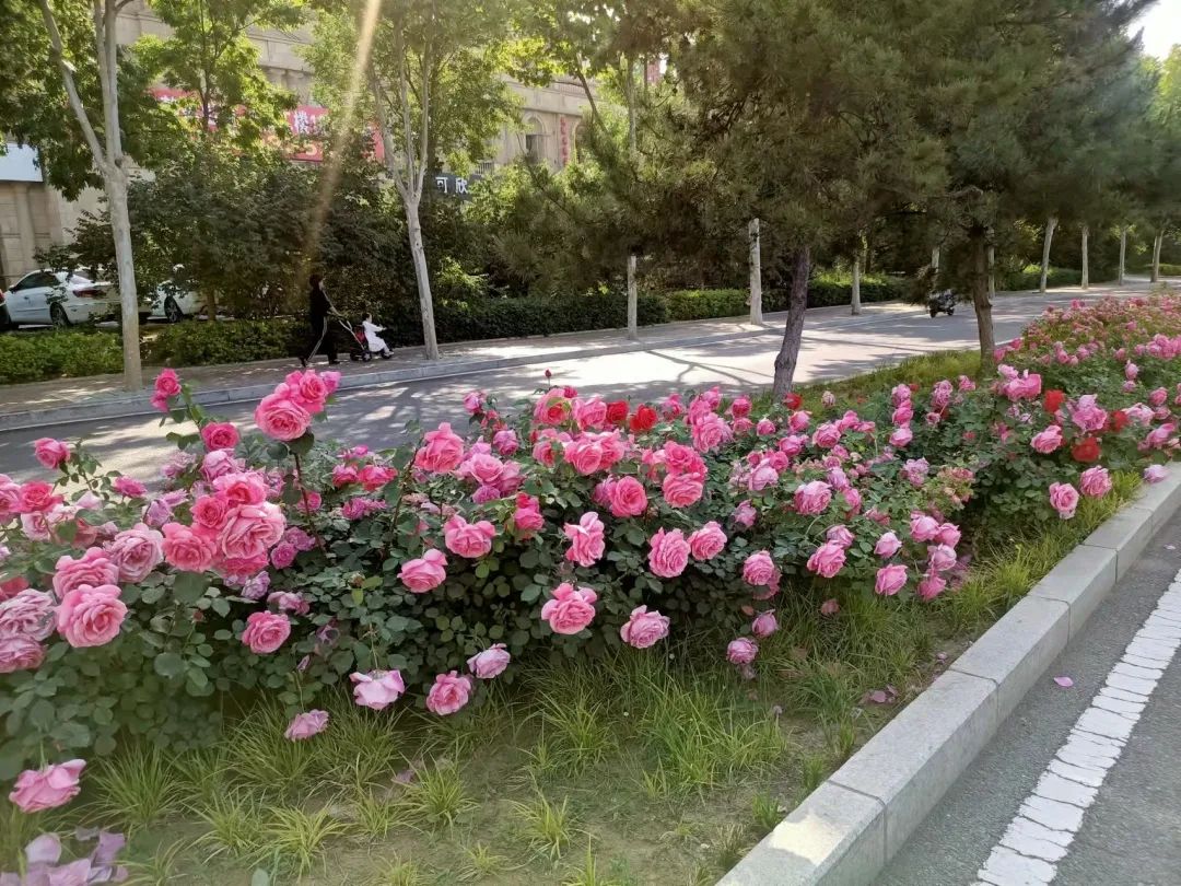 秦皇岛:花开满城 一路生香