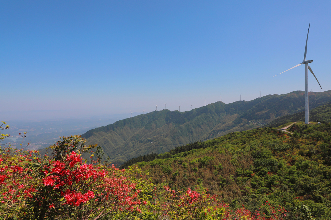 邵阳新邵龙山:高山杜鹃花正艳