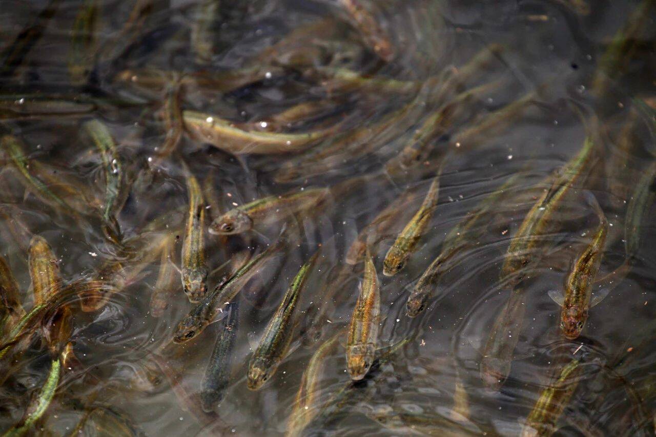 从濒危降为易危物种 青海湖湟鱼降级啦!