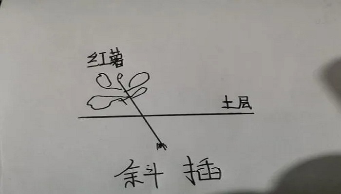 倒插的步骤