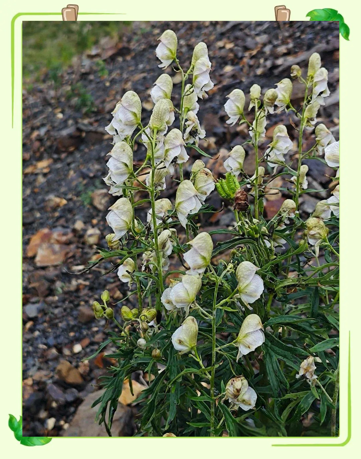 乌头花:一种引人瞩目的园艺珍品