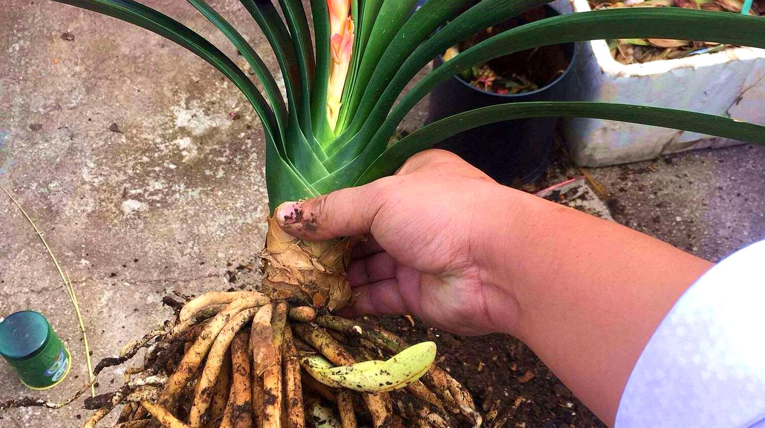 老花匠给君子兰换盆的口诀,句句在理,简单又易懂,看看没有坏处