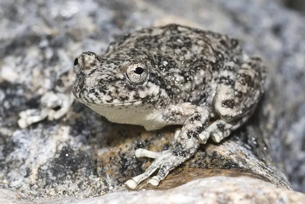 十五种不同种类树蛙