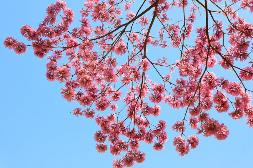 紫花風鈴木花開 快來邂逅