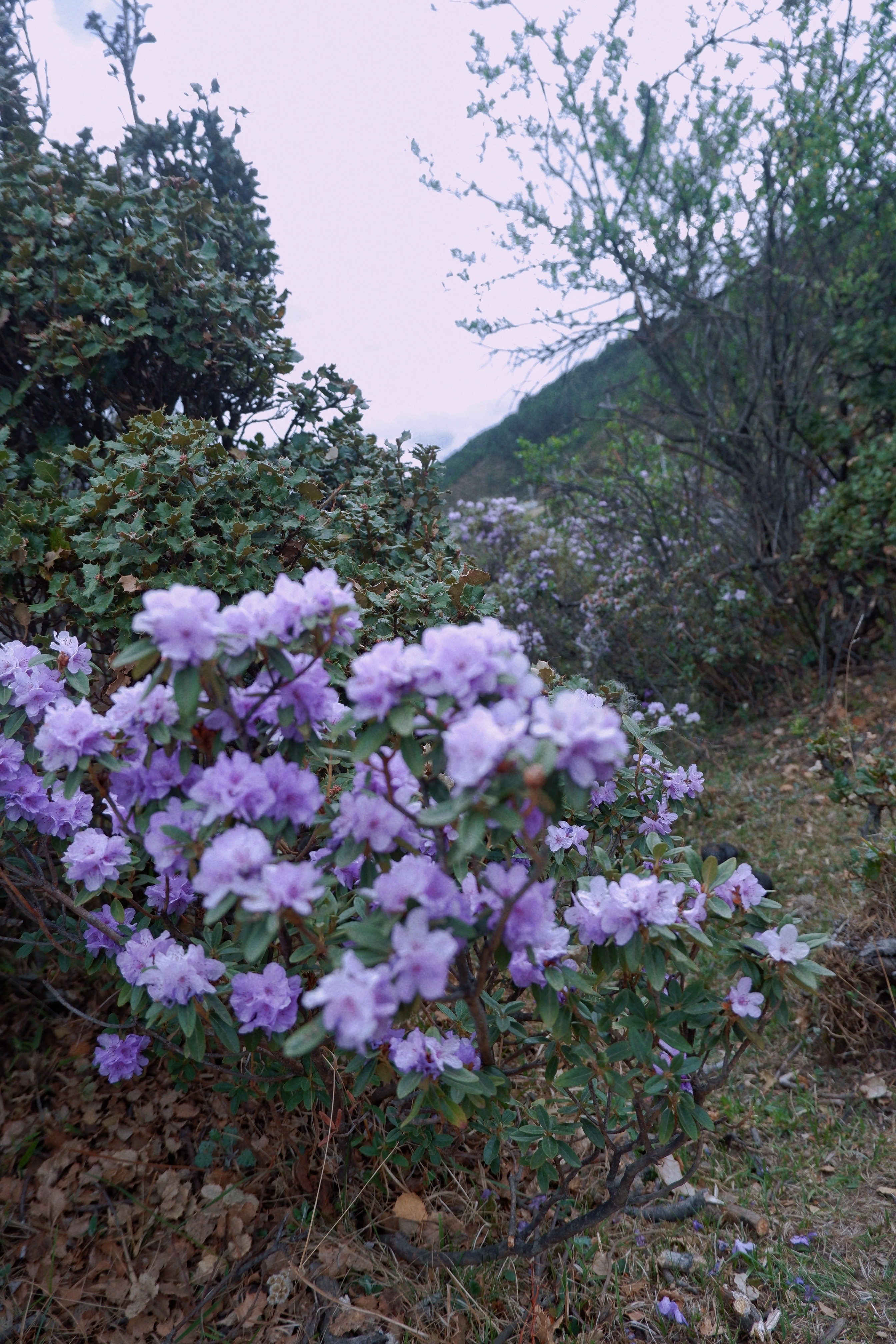 云南深山紫色杜鹃花海绽放,免费开放的自然美景,错过等一年