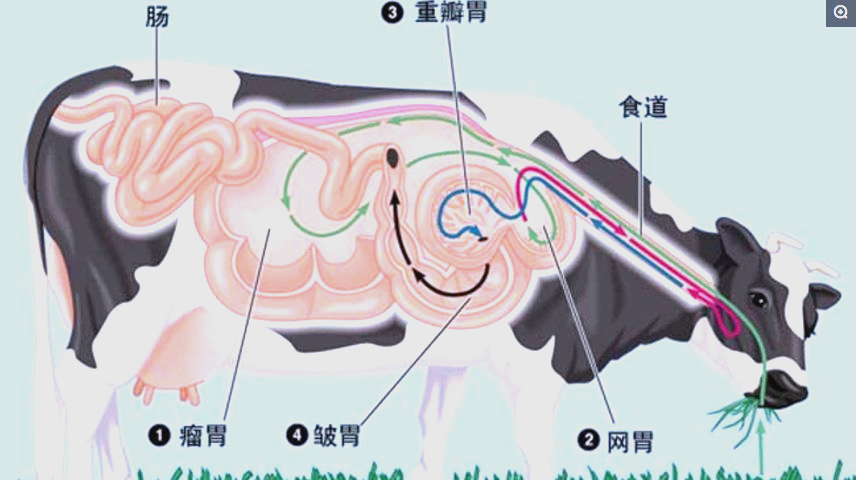 牛反刍的过程详解:从胃部结构到消化机制