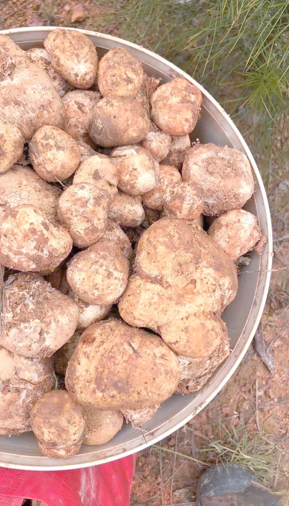 野生石头菇,错过便难再尝鲜