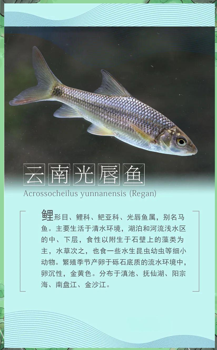 回顾历史,自1958年昆明渔业部门开始在滇池投放鱼
