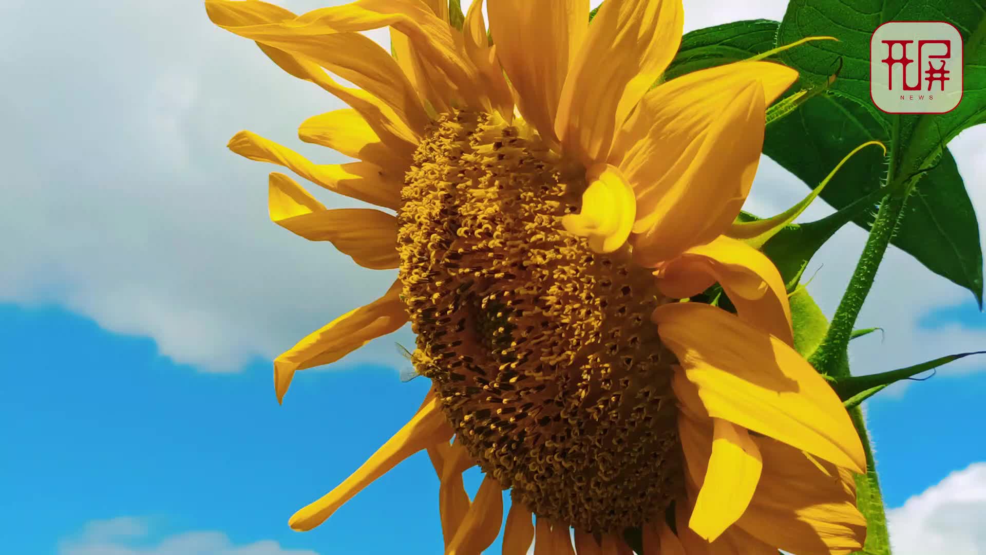 美好生活在云南|美!到星云湖畔向日葵花海里邂逅小火车