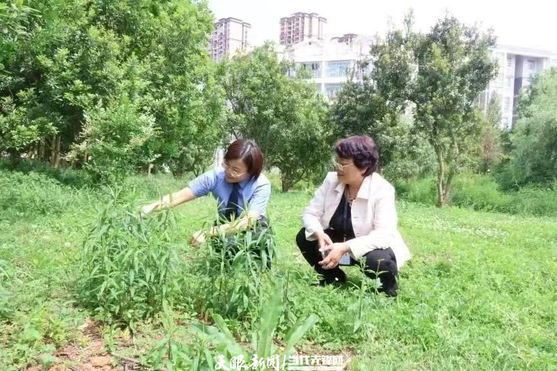 平坝发现40余株"加拿大一枝黄花"幼苗|检察机关:及时清理!