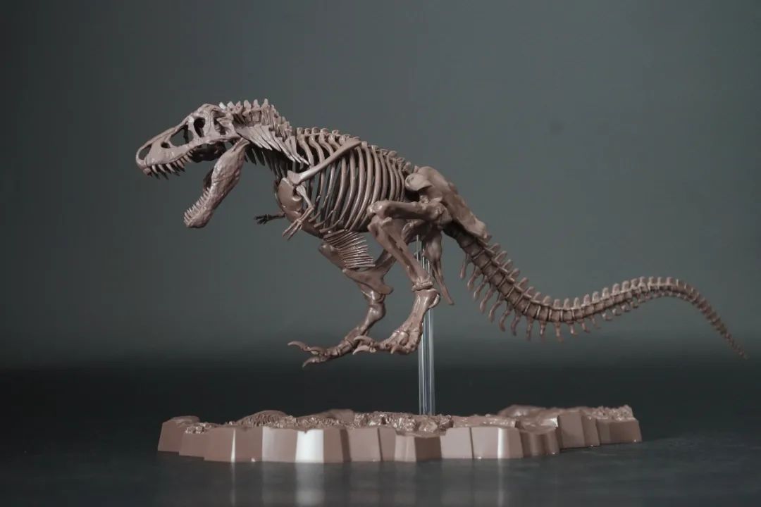 画龙画骨~万代塑料拼装恐龙骨骼化石模型