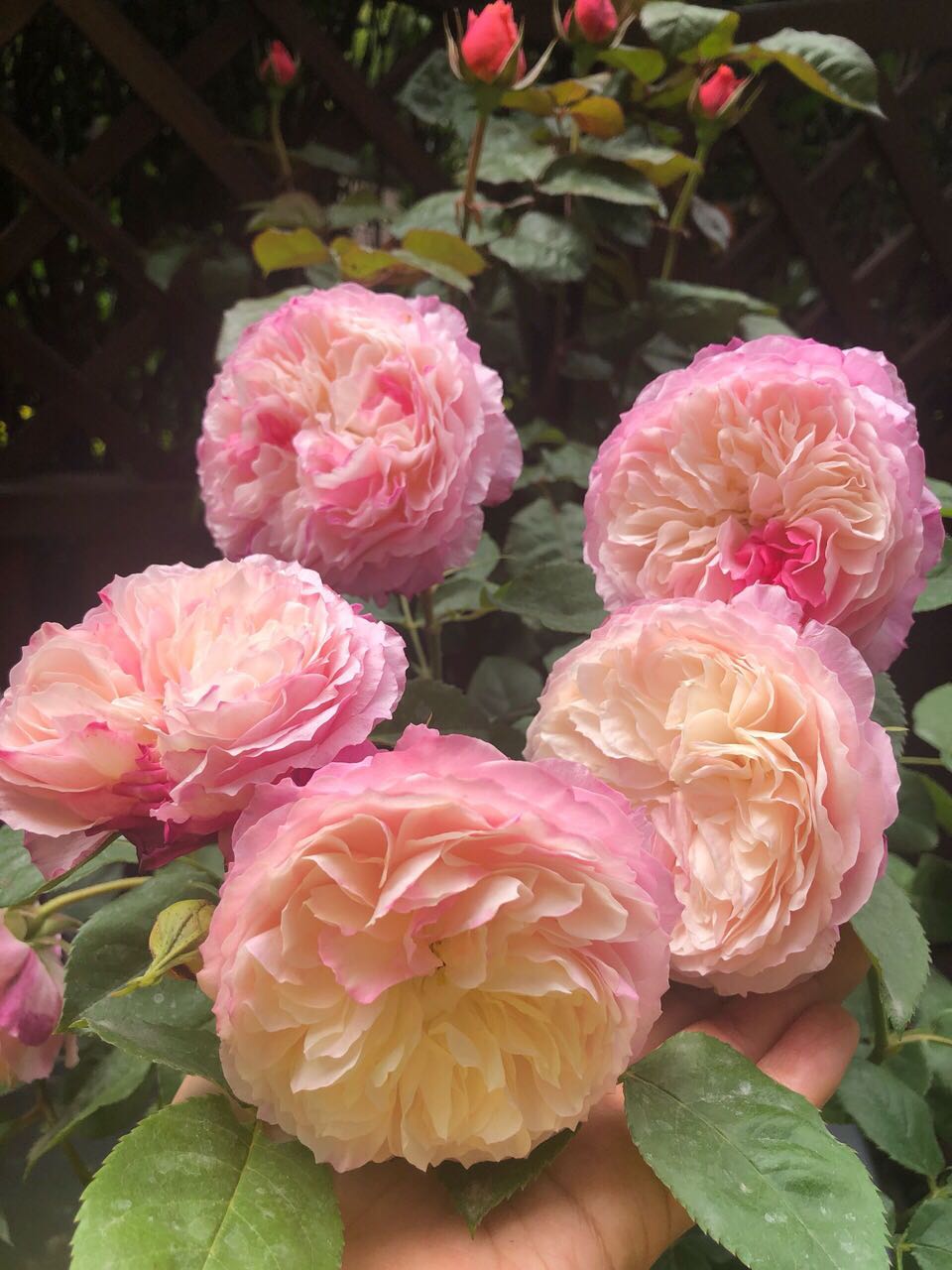 阳台养月季,就选"康斯坦茨",又美又仙,四季花开,一花香一室