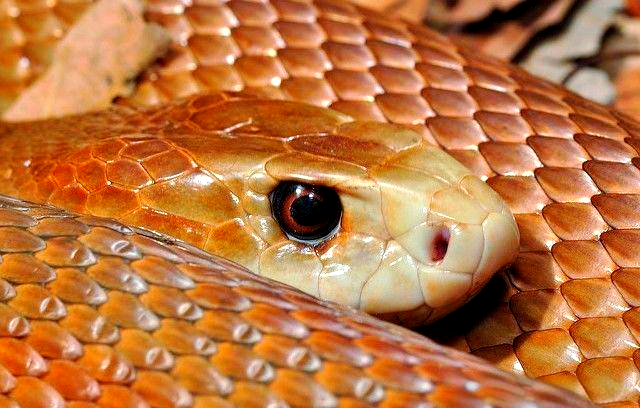 澳洲海岸太攀蛇:一种危险的毒蛇