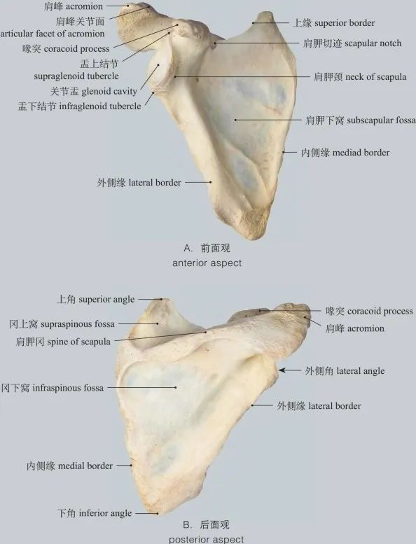 高清图谱|运动系统:骨的多样形态与结构