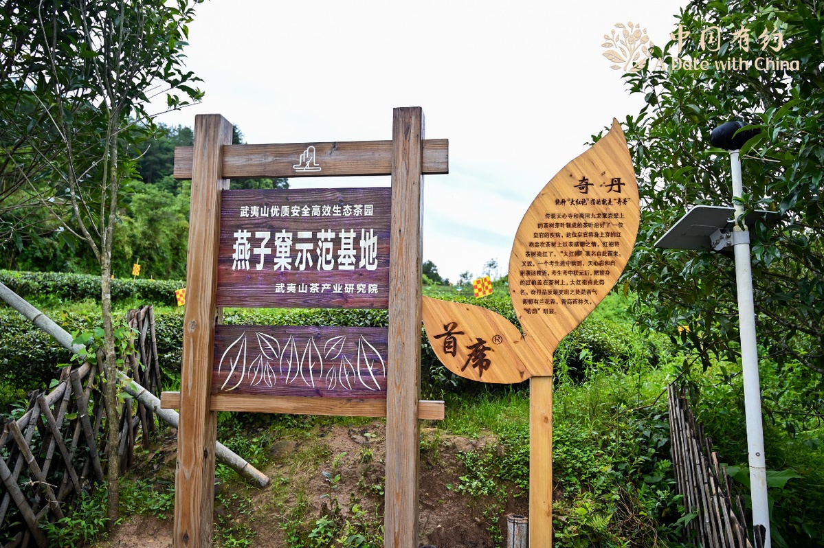 「中国有约」福建燕子窠生态茶园:科技特派员助力乡村振兴