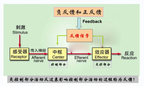 反馈调节和负反馈调节的区别