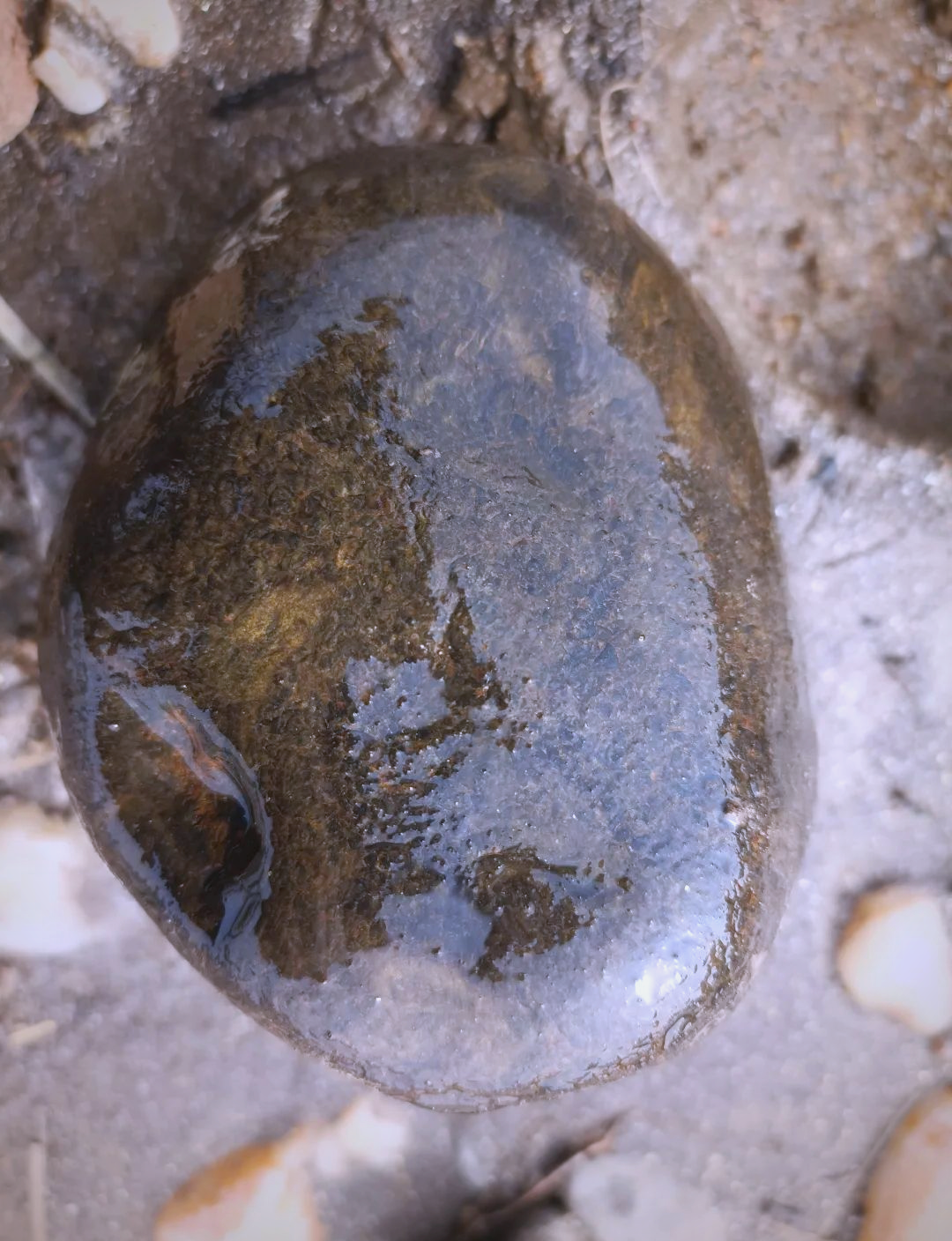 水润后显现髓腔的桫椤茎干化石在黑龙江省的发现