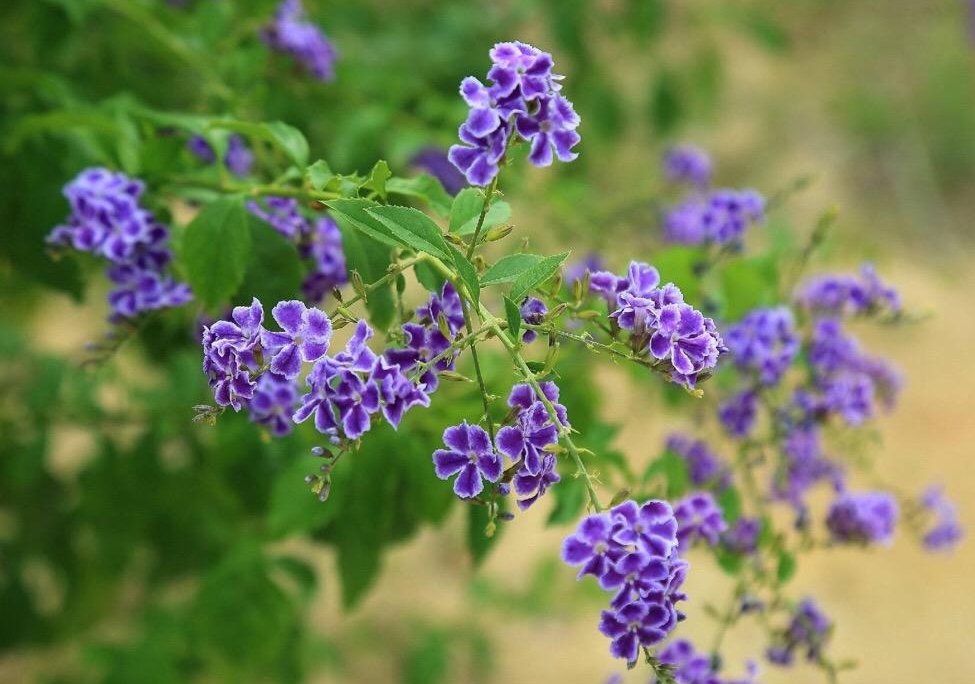 假连翘,少有漂亮的紫色花朵,一年四季都在开花,就是前期难养!
