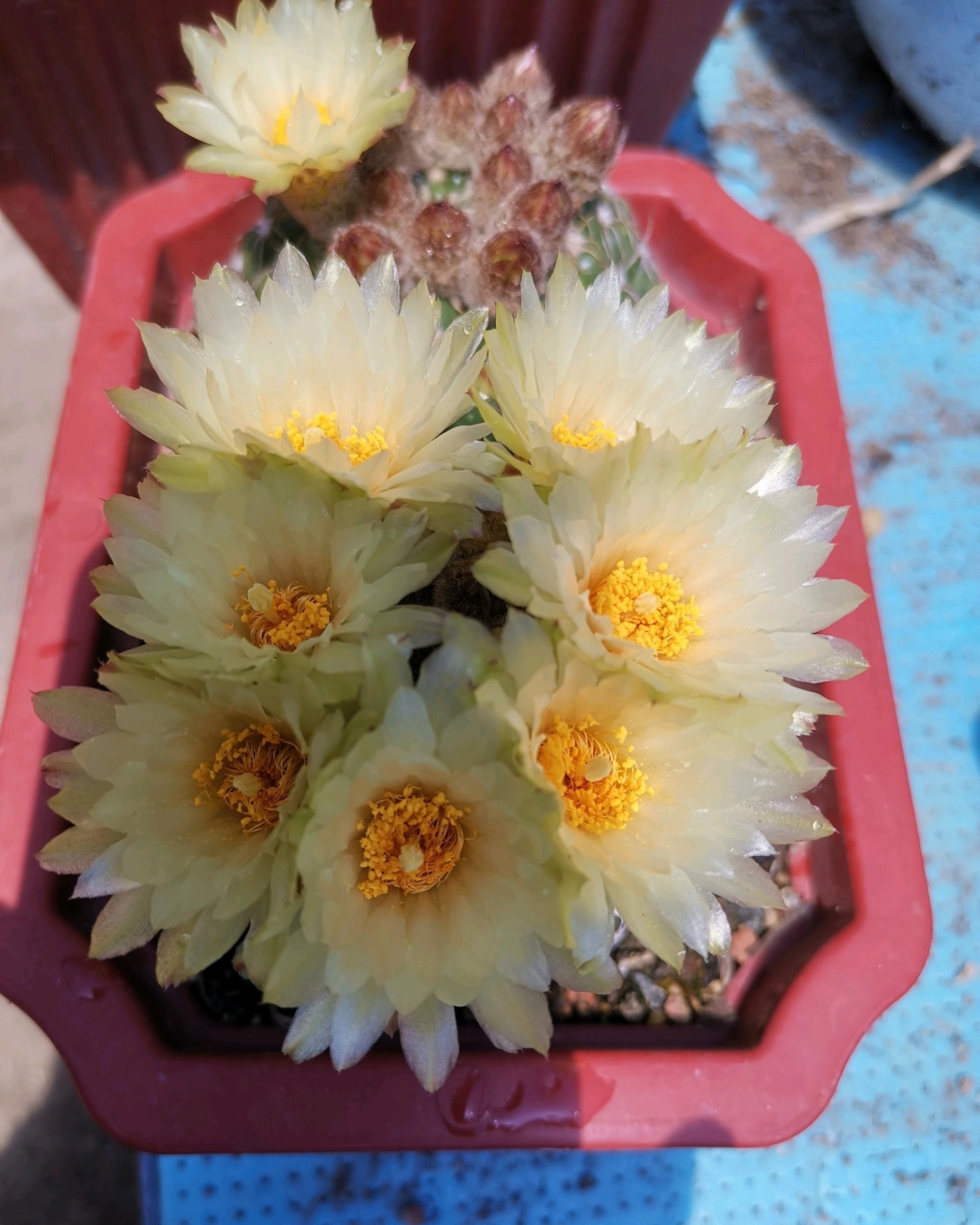 喜欢养仙人球,就选"眩美玉",颜值高,皮实好养,每年开花多次