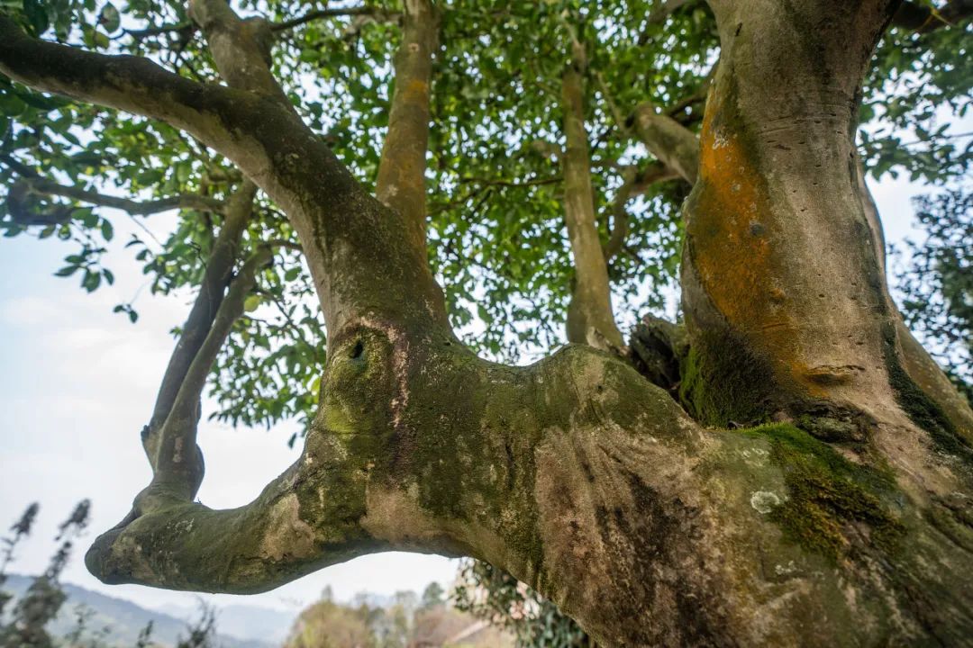 到这8个城市赴一场千年之约