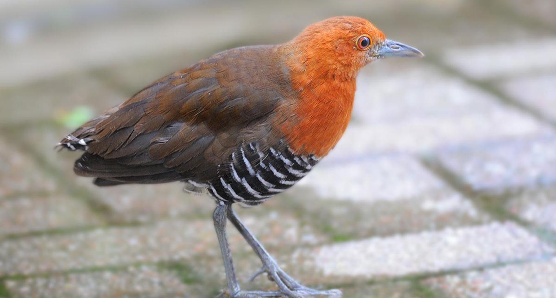 死而复生只是凭空臆想?早已灭绝的白喉秧鸡,是如何原地复活的?