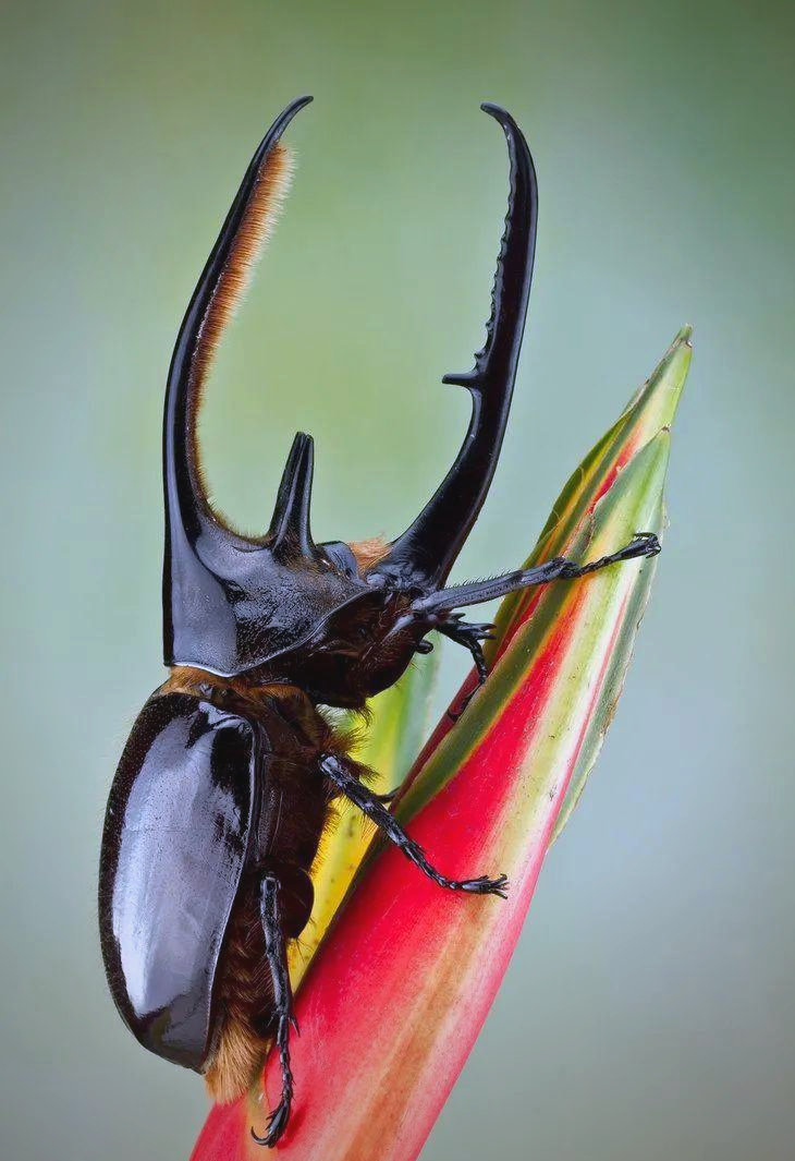 探索昆虫世界:独角仙的举重之旅