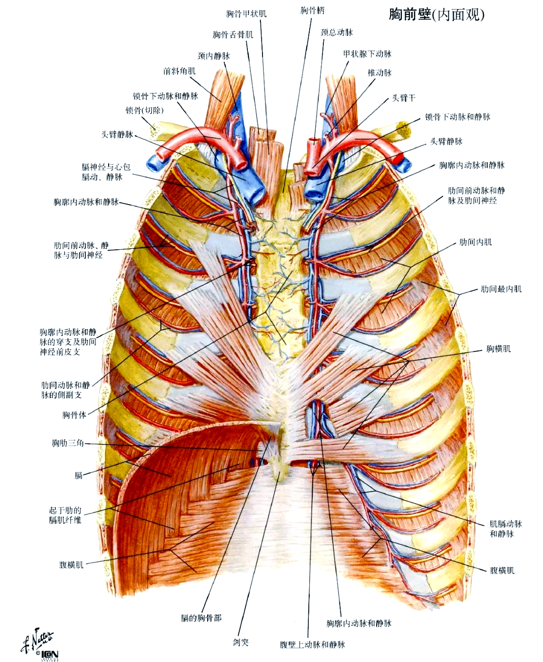 胸部(胸壁深层)解剖学详解