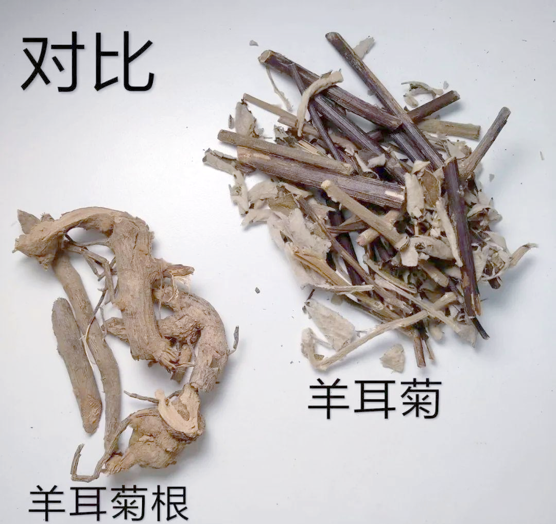 羊耳菊:一种在当地广泛使用的消炎消肿草药