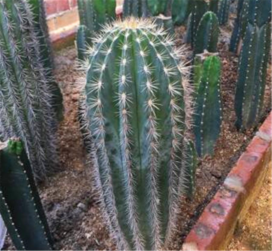 最帅气的仙人柱狼牙棒,养护做好"1多2少",雄壮挺拔威猛霸气