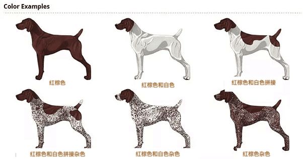 每天认识一种狗之德国短毛指示犬