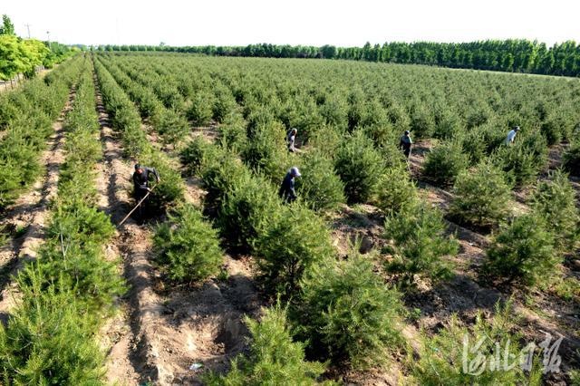 因地制宜发展景观苗木产业,在美化乡村环境的同时也带动村民增收致富