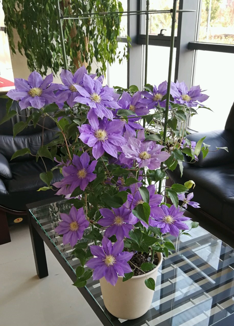 北阳台养铁线莲,就选"hf杨",耐阴好养,花大色美,多季节开花