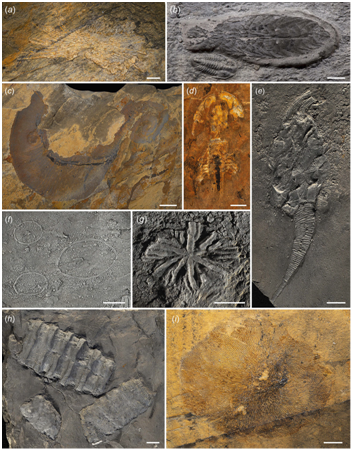 科研进展华南特异埋藏动物群揭示奥陶纪生物大辐射早期面貌