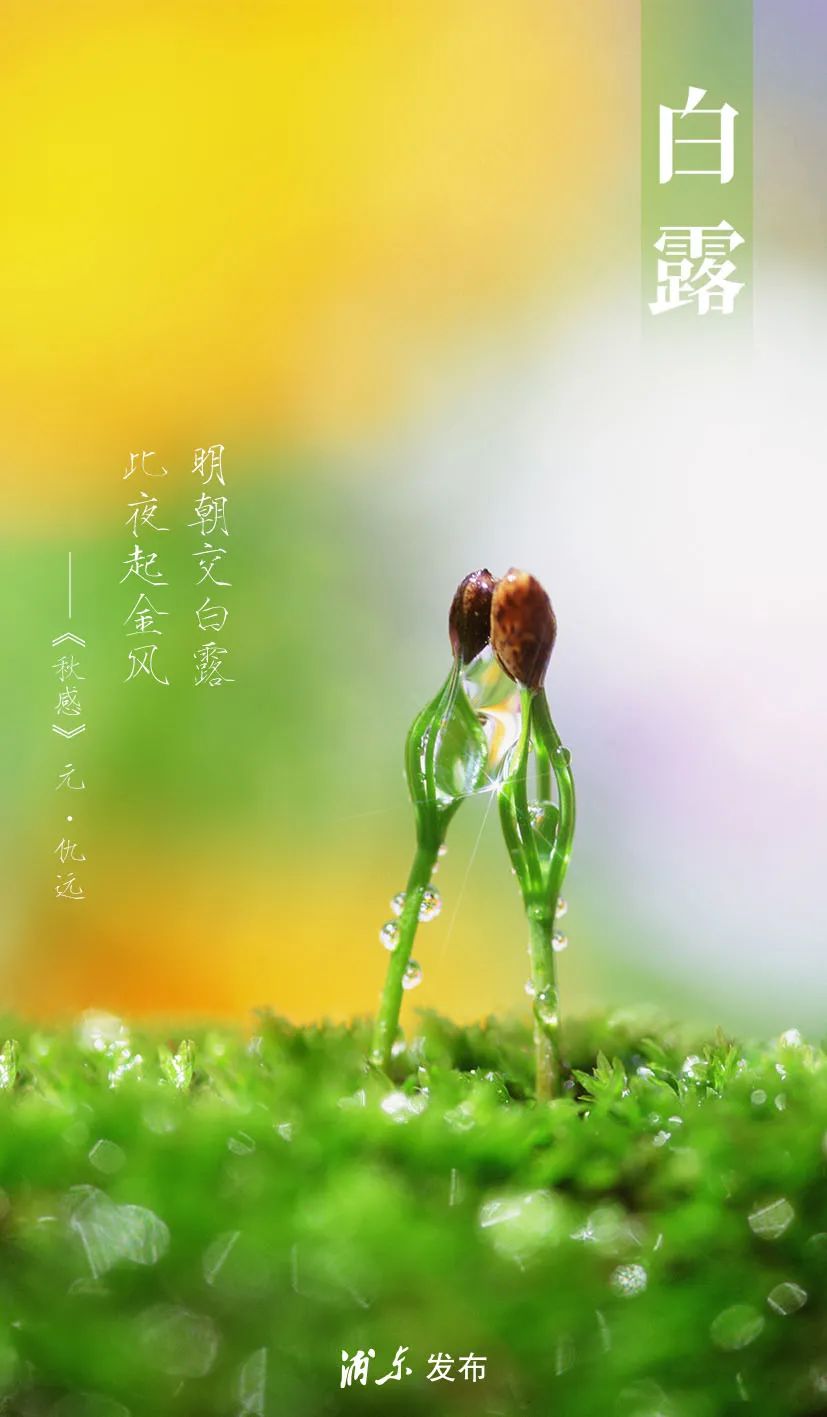 白露:朝露成霜金风起