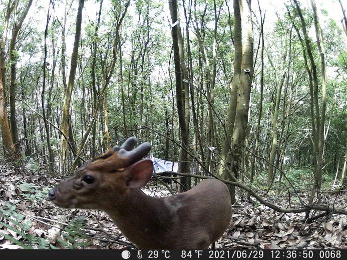 保护生物多样性|普陀山环境好,雌雄黄麂罕"同框"