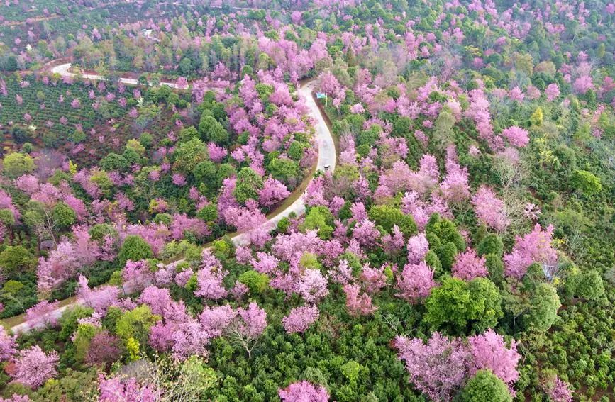 景迈樱花图片