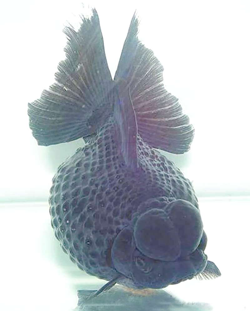 探索众多黑色的金鱼品种