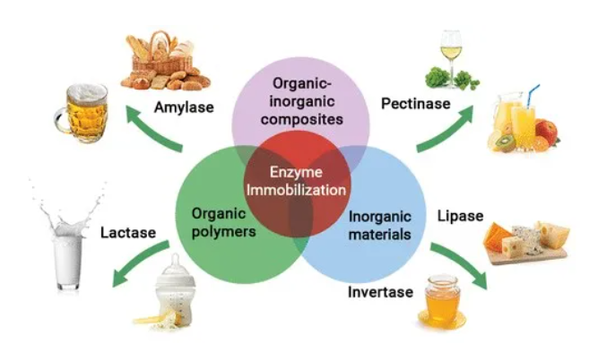 细胞固定化和酶固定化的区别