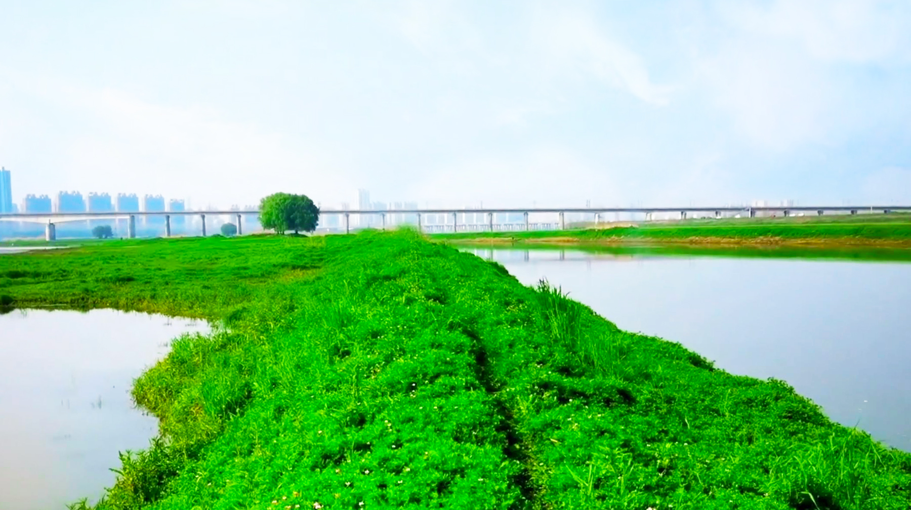 春光里的府河武汉东西湖段,水流退去滩涂长满草,一望无际像草原